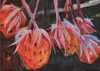 Wild Strawberries